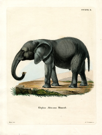 African Elephant van German School, (19th century)