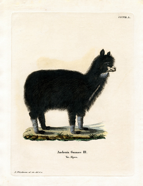 Alpaca van German School, (19th century)