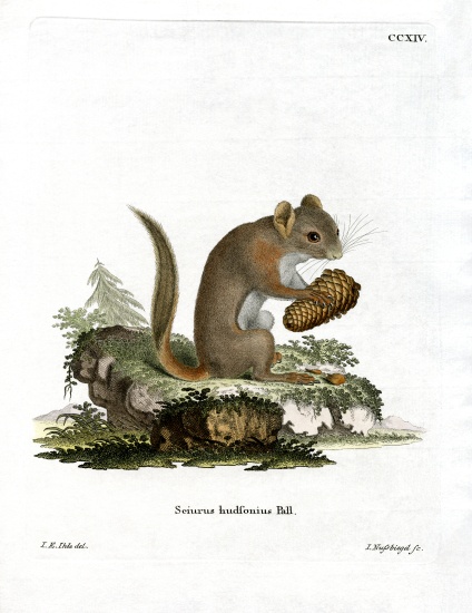 American Red Squirrel van German School, (19th century)