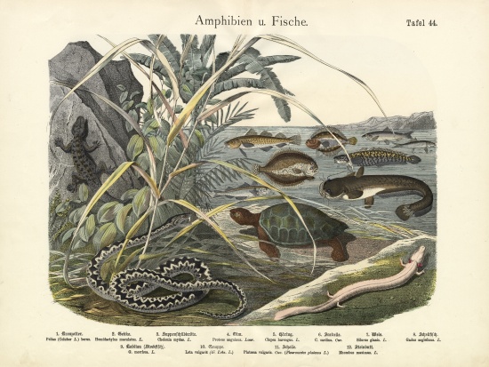 Amphibians and Fishes, c.1860 van German School, (19th century)