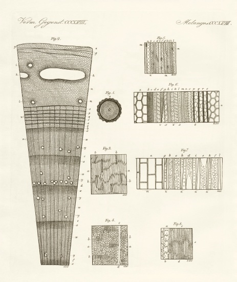 Anatomy of wood van German School, (19th century)