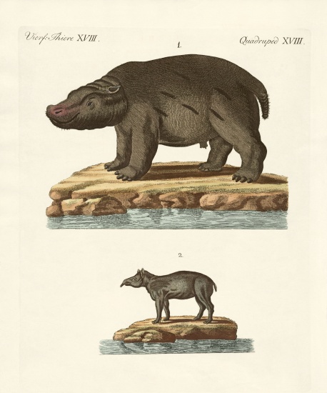 Animals from hot countries van German School, (19th century)
