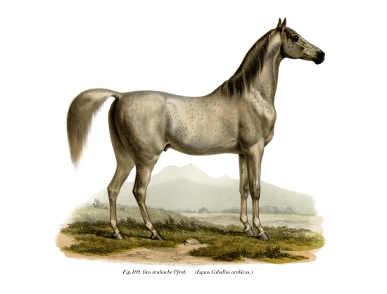 Arabian Horse van German School, (19th century)