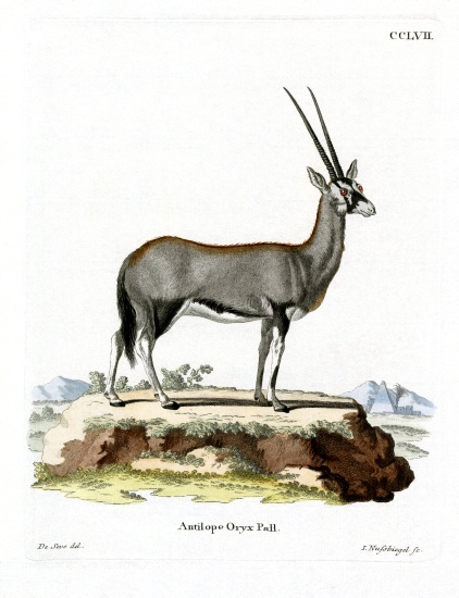 Arabian Oryx van German School, (19th century)