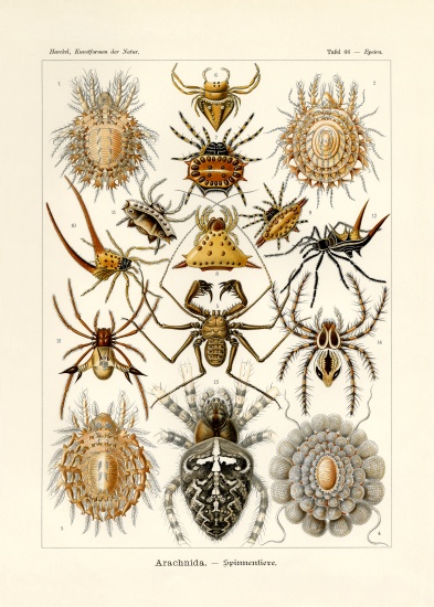 Arachnida van German School, (19th century)