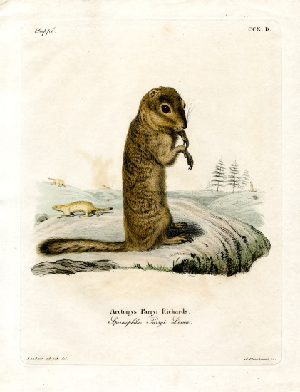 Arctic Ground Squirrel van German School, (19th century)