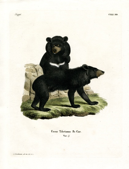 Asian Black Bear van German School, (19th century)