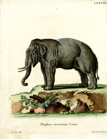 Asiatic Elephant van German School, (19th century)