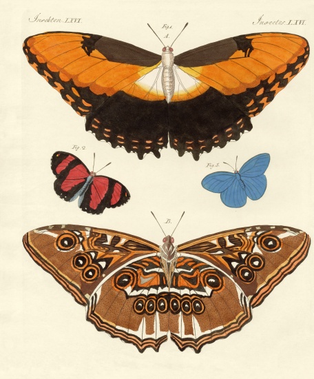 Beautiful foreign butterflies van German School, (19th century)