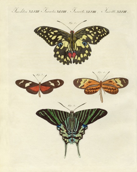 Beautiful foreign butterflies van German School, (19th century)