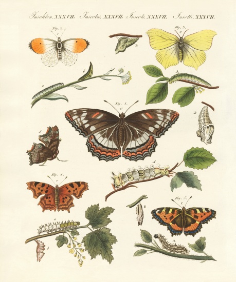 Beautiful German butterflies van German School, (19th century)