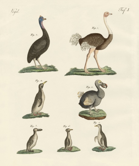Birds van German School, (19th century)