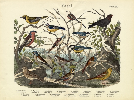 Birds, c.1860 van German School, (19th century)