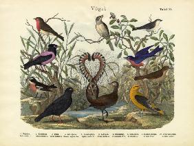 Birds, c.1860