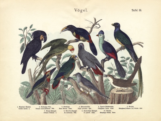 Birds, c.1860 van German School, (19th century)