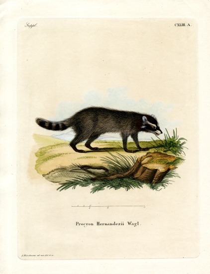 Black-footed raccoon van German School, (19th century)