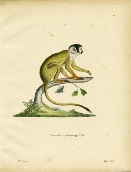 Black-headed Squirrel Monkey van German School, (19th century)