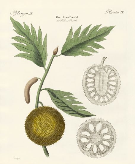 Breadfruit van German School, (19th century)
