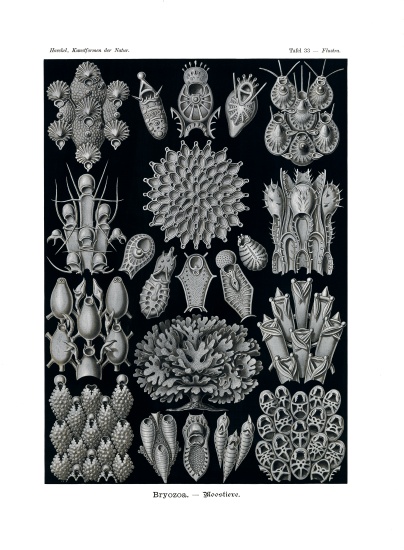 Bryozoa van German School, (19th century)