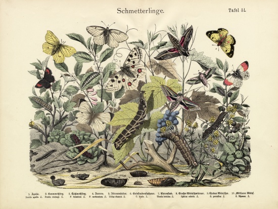 Butterflies, c.1860 van German School, (19th century)