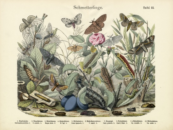 Butterflies, c.1860 van German School, (19th century)