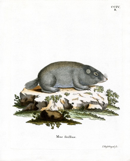 Cape Dune Mole Rat van German School, (19th century)
