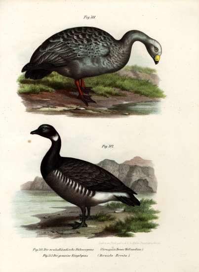 Cereopsis Goose van German School, (19th century)