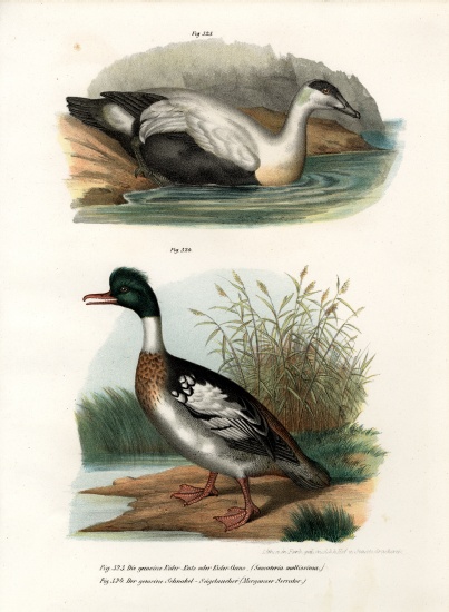 Common Eider Duck van German School, (19th century)