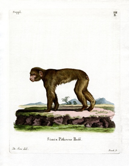 Common Macaque van German School, (19th century)