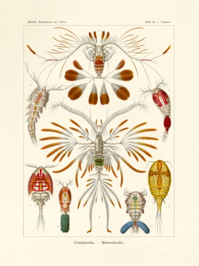 Copepoda van German School, (19th century)