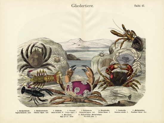 Crabs, c.1860 van German School, (19th century)