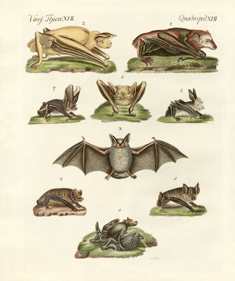 Different kinds of bats van German School, (19th century)