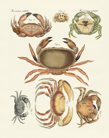 Different kinds of crabs van German School, (19th century)