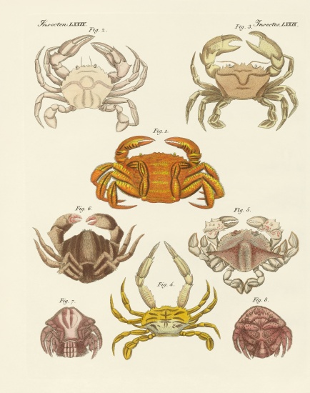 Different kinds of crabs van German School, (19th century)