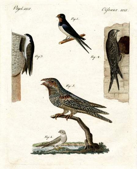 Different kinds of doves van German School, (19th century)