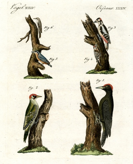 Different kinds of woodpecker van German School, (19th century)