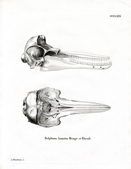 Dolphin Skull van German School, (19th century)
