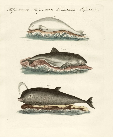 Dolphins van German School, (19th century)