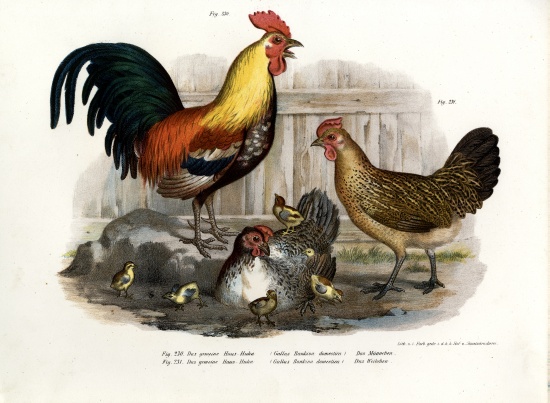 Domestic Fowl van German School, (19th century)