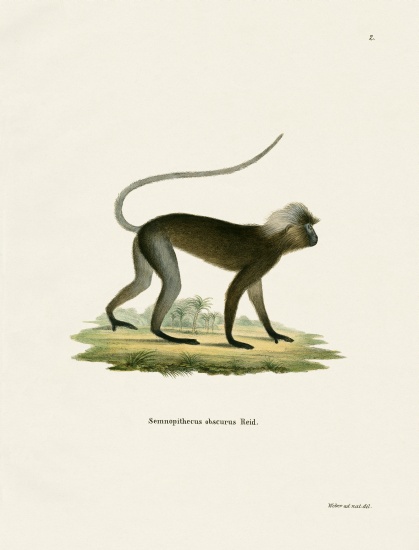Dusky Leaf Monkey van German School, (19th century)