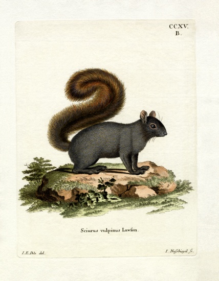 Eastern Fox Squirrel van German School, (19th century)