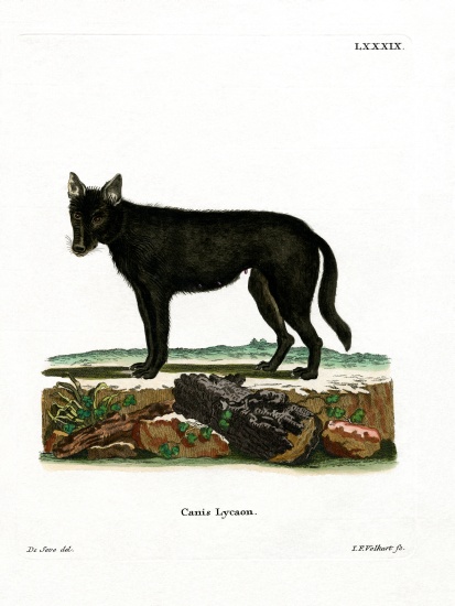 Eastern Timber Wolf van German School, (19th century)