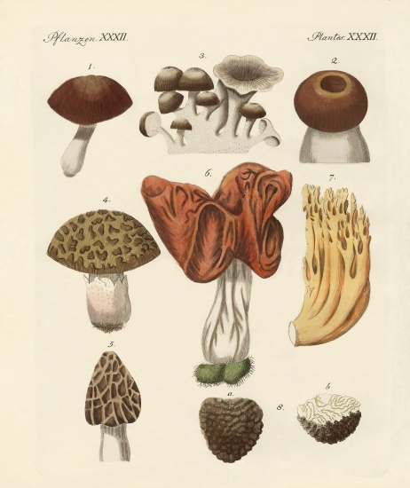 Eatable mushrooms van German School, (19th century)
