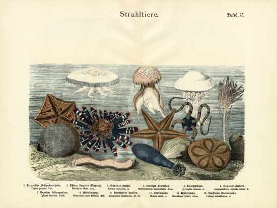 Echinoderms, c.1860 van German School, (19th century)