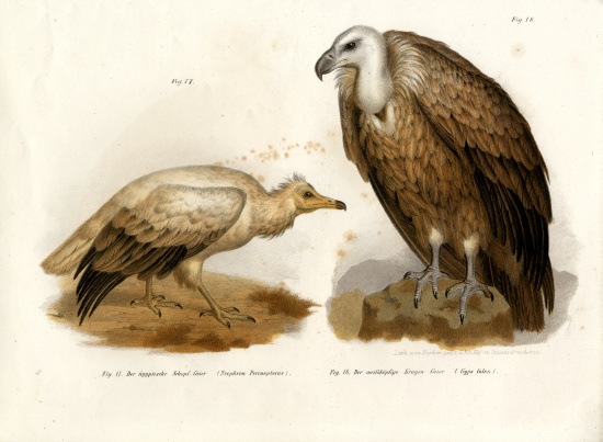 Egyptian Vulture van German School, (19th century)