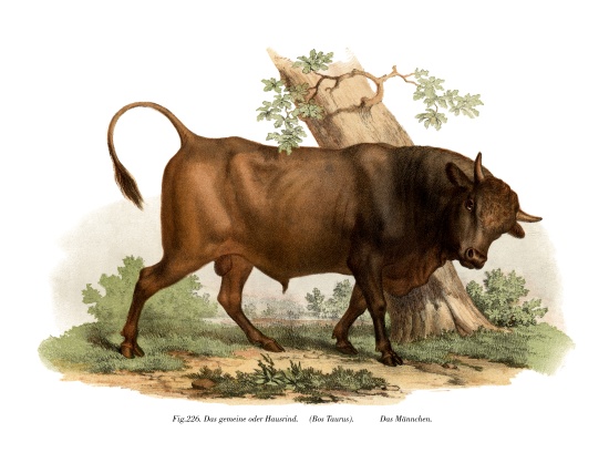 European cattle van German School, (19th century)