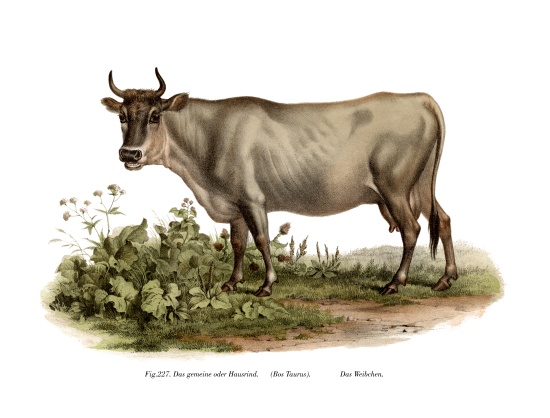 European cattle van German School, (19th century)