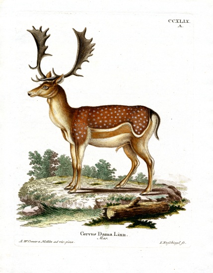 Fallow Deer van German School, (19th century)