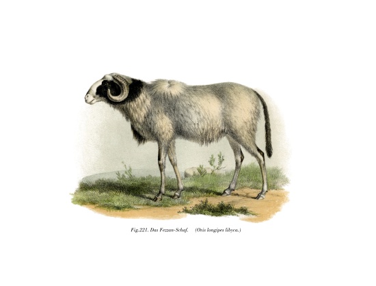 Fezzan-Sheep van German School, (19th century)