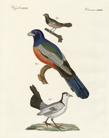 Foreign birds van German School, (19th century)